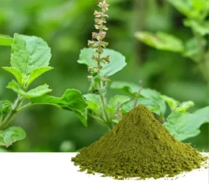 Tulasi Extract
