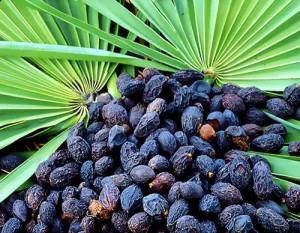 saw palmetto Extract
